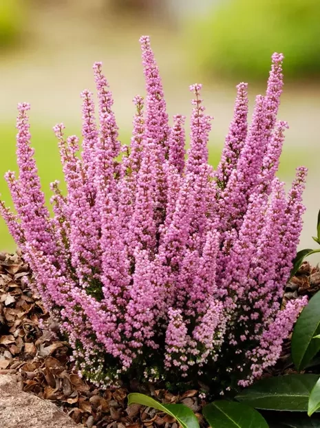 Wrzosiec (Erica carnea) 'Beauty Queen' w doniczce 17 cm - 1 szt.
