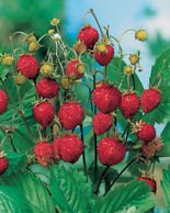 Nasiona Poziomka Baron von Solemacher