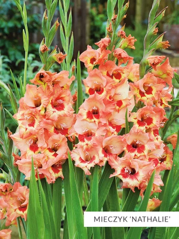 Zestaw Mieczyk Botaniczny 25 szt.