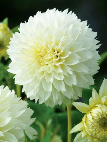 Dalia (Dahlia) 'Myama Fubuki'