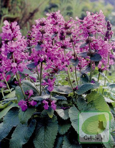 Czyściec (Stachys) Superba