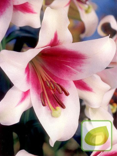 Lilia (Lilium) Triumphator