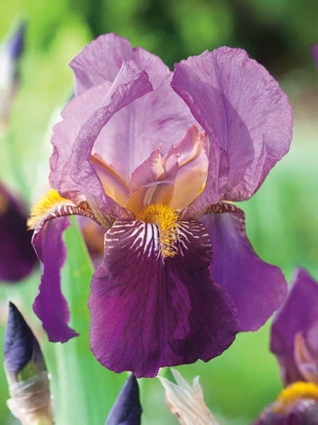 Zestaw Wspaniałe Kosaćce bródkowe