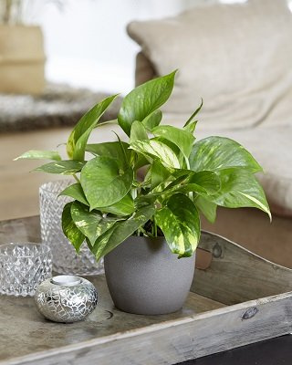 Epipremnum Złociste (Epipremnum Pinnatum Aureum)