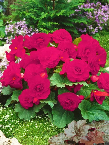 Begonia (Begonia) 'Camelia' 1 szt.