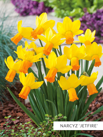 Zestaw NARCYZY Botaniczne 25 szt.