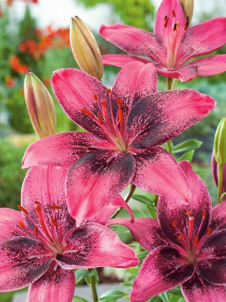 Lilia (Lilium) Purple Eye