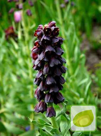 Zestaw Dostojne Szachownice