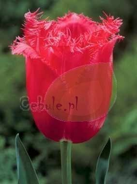 Tulipan BURGUNDY LACE 12/+