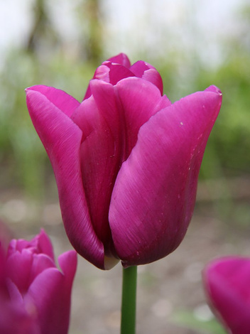 Tulipan Triumph (Tulipa) 'Passionale' 5 szt.