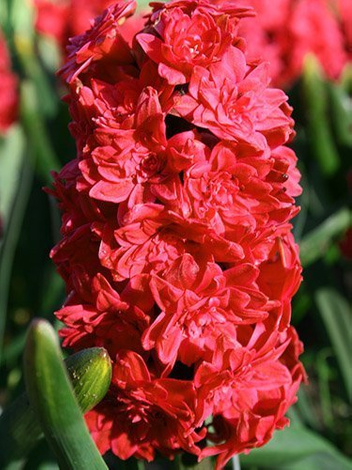 Hiacynt czerwony w doniczce śr. 9 cm