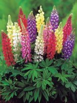 Łubin (Lupinus) Mix