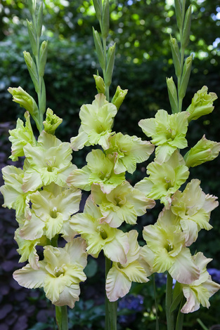 Mieczyk (Gladiolus) 'Alicia' 5 szt.