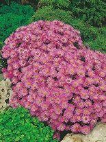 Aster krzaczasty (Aster dumosus) 'Herbstgruss Von Bresserhof' 1 szt.