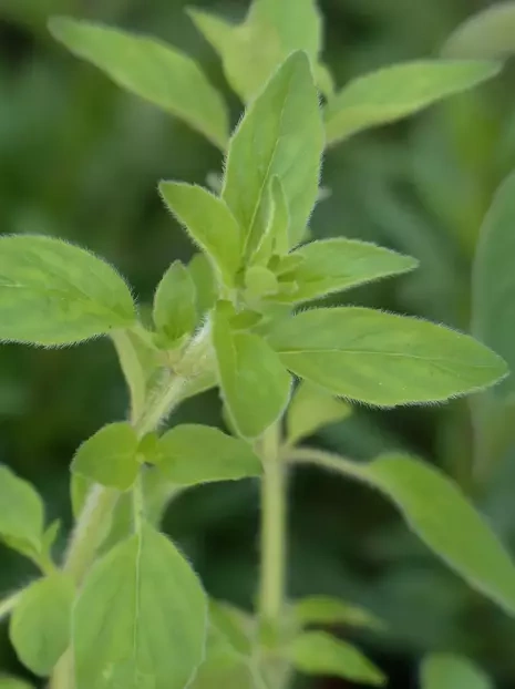 Nasiona Oregano (Origanum vulgare)