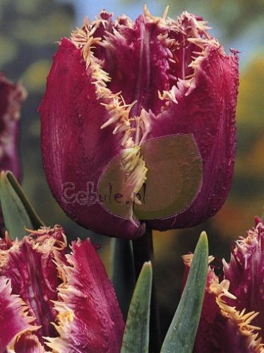 Tulipan AMERICAN EAGLE 11/12