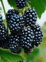 Jeżyna bezkolcowa (Rubus) 'Thornfree'