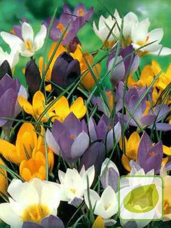 MIX Krokusy botaniczne