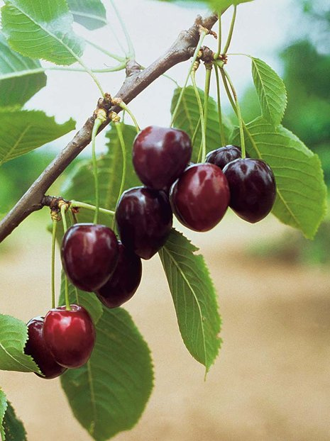 Czereśnia 'Kordia'