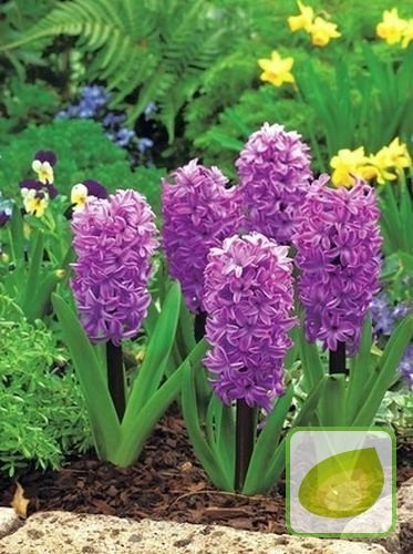 Hiacynt Tani Splendid Cornelia