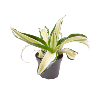 Dracena Dragontree Malaika (Dracaena fragrans 'Malaika')