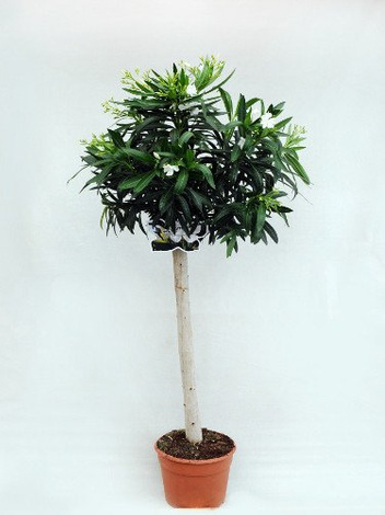 Oleander Drzewko 70 cm Wysokości