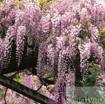 Glicynia (Wisteria floribunda) 'Honbeni' Różowa