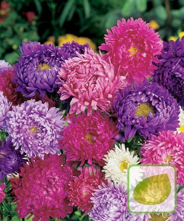 Nasiona Aster Chiński Karłowy - Callistephus