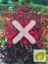 Lobelia (Lobelia cardinalis) 'Russian Prince'