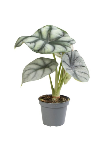 Alokazja Silver Dragon (Alocasia baginda silver dragon)