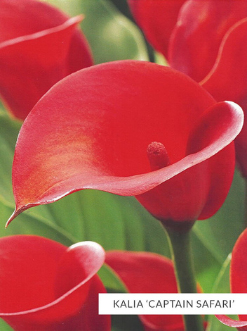 Zestaw Kalie 'Captain'