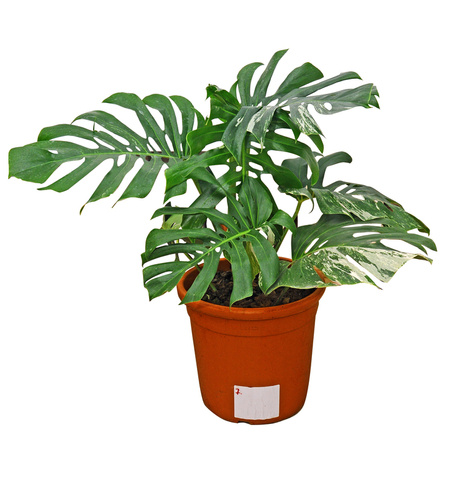 Monstera Thai Constellation (Monstera Deliciosa Variegata)