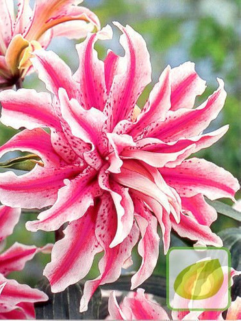 Zestaw Ekskluzywne Lilie Orientalne Pełne