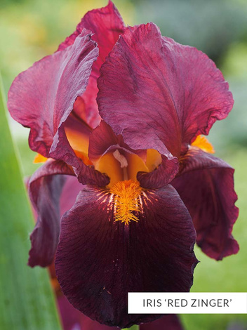Kolekcja Ekskluzywne Kosaćce Bródkowe powtarzające kwitnienie