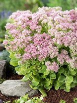 Rozchodnik okazały (Sedum spectabile) 'Brilliant'