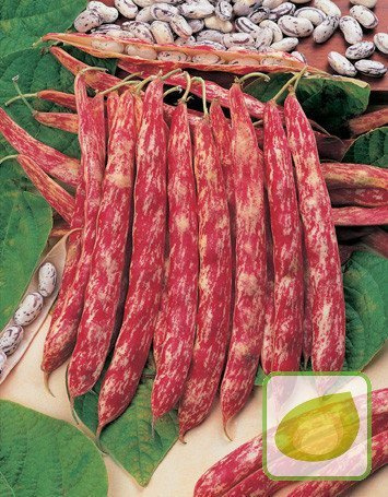 Nasiona Fasola Szparagowa Borlotto Wczes Dwubarwna