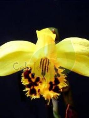 Storczyk Naziemny (Pleione) Forrestii