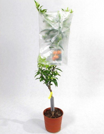 Drzewko Mandarynkowe w Doniczce 120 cm wysokości