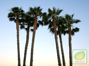 Palma w Doniczce Duże Sadzonki 2 szt.