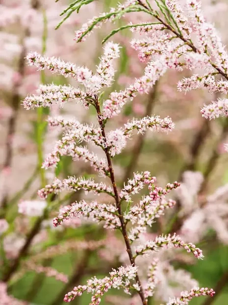 Tamaryszek drobnokwiatowy (Tamarix parviflora)