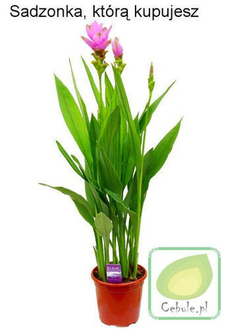 Kurkuma - Curcuma w Doniczce 80 cm wysokości