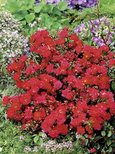 Róża Okrywowa (Rosa) 'Red Fairy'