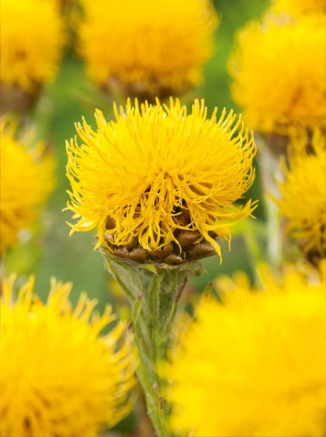 Chaber wielkogłówkowy (Centaurea macrocephala) 1 szt.