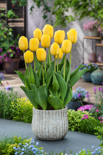 Tulipan Darwina ( Tulipa ) Novi Sun 5 szt.