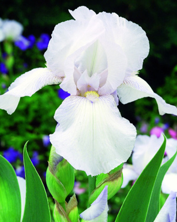 Zestaw Kosaćce Bródkowe powtarzające kwitnienie 5 szt.