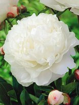 Piwonia chińska (Paeonia lactiflora) 'Gardenia'