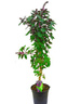 Bazylia Ozdobna Drzewko w Doniczce 80 cm wysokości