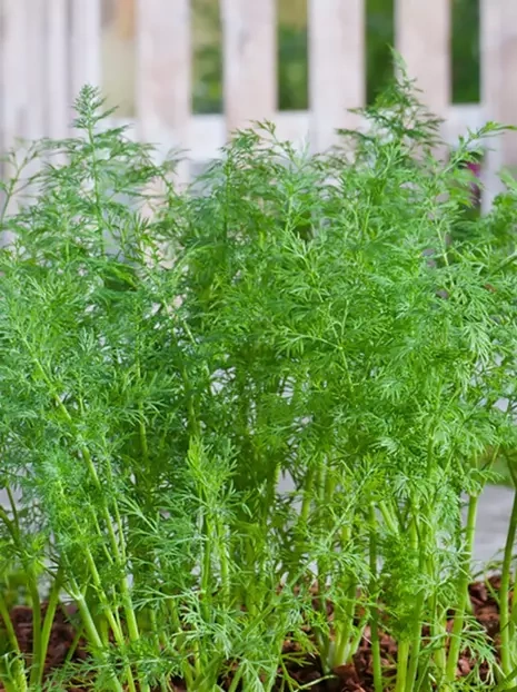 Nasiona Koper Koperek Ambrozja