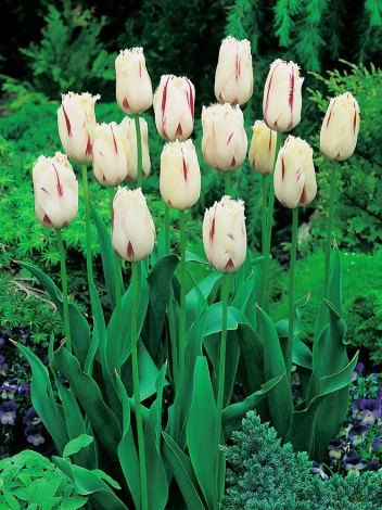 Tulipan Strzępiasty (Tulipa) 'Carrousel' 5 szt.