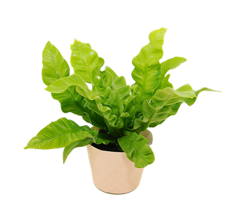 Paproć Zanokcica gniazdowa (Asplenium nidus ‘Crispy Wave’)